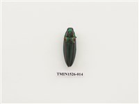 藏品(吉丁蟲科)的圖片